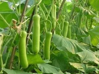 吃瓠瓜血糖,健康饮食新选择 第3张 吃瓠瓜血糖,健康饮食新选择 第3张